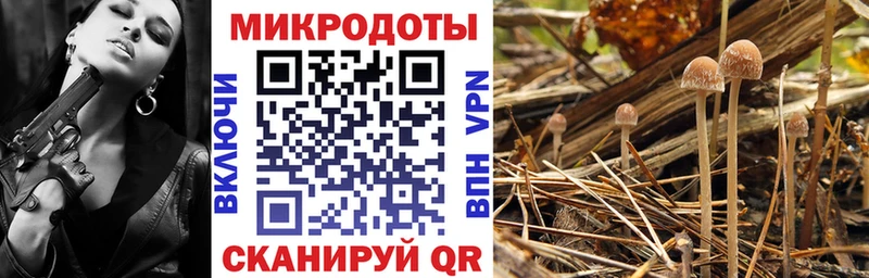 закладки Енисейск гидра сайт Псилоцибиновые грибы Cubensis